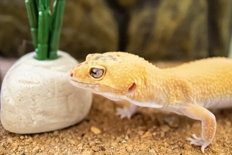 Leopard Gecko: Species Profile